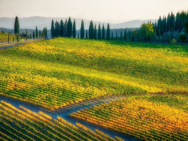 Italy-Chianti Vineyard in autumn in the Chianti region of Tuscany